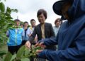 豪雨重創彰化芭樂產區 陳素月呼籲農業部速將彰化芭樂納入災害救助