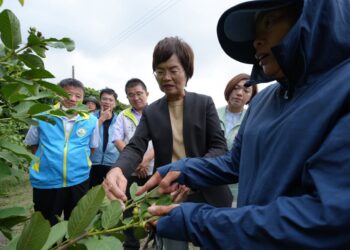 豪雨重創彰化芭樂產區 陳素月呼籲農業部速將彰化芭樂納入災害救助