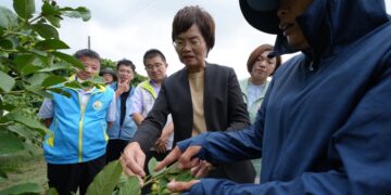 豪雨重創彰化芭樂產區 陳素月呼籲農業部速將彰化芭樂納入災害救助