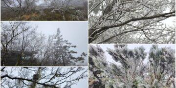 影音/持續低溫寒冷！太平山中午下冰霰 樹上掛滿霧淞