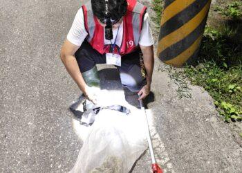 花蓮捕蜂捉蛇由農業處委外執行 民眾仍可撥打119由專人協助處理
