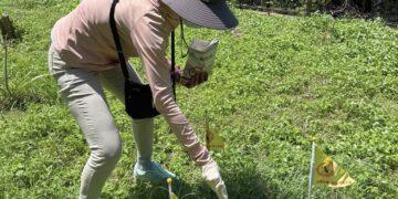 竹東紅火蟻出沒 里長及公所團隊通力合作防治