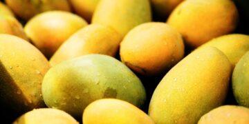 台東「夏雪」了  芒果界LV六月中登場  限定四十天的頂級美味