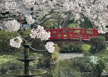 粉色山陰浪漫啟程　直飛鳥取遇見最美櫻花季