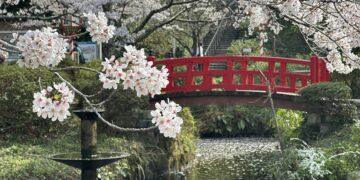 粉色山陰浪漫啟程　直飛鳥取遇見最美櫻花季