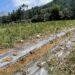 新北市淡水與三芝西瓜受豪雨影響受損     農業部公告現金救助即日起受理申請