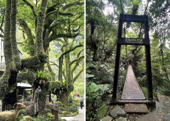 走進北台灣雨林秘境 大板根打造「森・泉・食・藝」全感官度假體驗