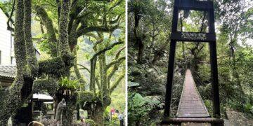 走進北台灣雨林秘境 大板根打造「森・泉・食・藝」全感官度假體驗