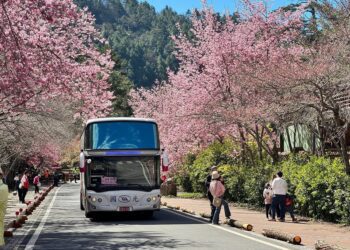 武陵櫻花季到2/29　中市交通局首推Taichung go交通套票大熱賣