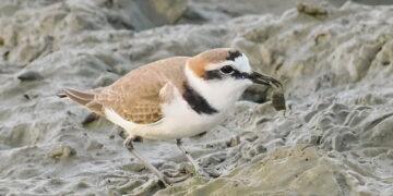 雲嘉南讓賞鳥變EASY　觀鳥生態小旅行夯高CP值的體驗