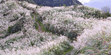 不只賞芒!新北市三安社區推導覽體驗與農遊活動 邀民眾深入了解山城歷史文化