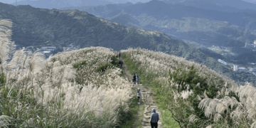 新北九份芒花季浪漫登場 銀白芒花海交織蔚藍海景 壯麗景緻超療癒