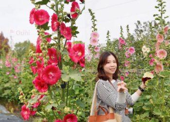 走春好去處 彰化田中窯盛放蜀葵花海迎賓