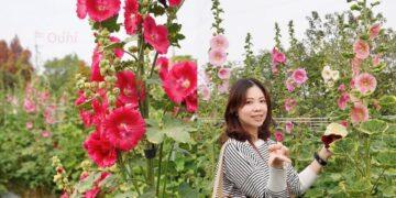 走春好去處 彰化田中窯盛放蜀葵花海迎賓