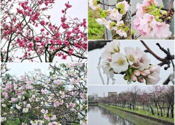 影音/賞櫻不必上山也不必出國！羅東櫻花季開始了