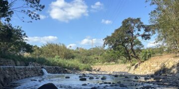 淡水公司田溪環境改善工程成效顯著 保育類穿山甲與魚鷹重返河域棲息