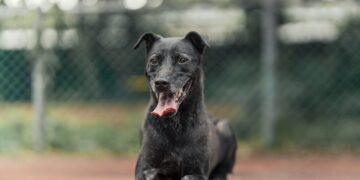 認養老病殘不再是負擔!新北推長照犬貓「終身免費醫療」 助毛寶貝找回愛