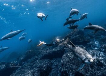 吸鯨達人彈頭潛入日本御藏島 用行動實踐海洋永續之美